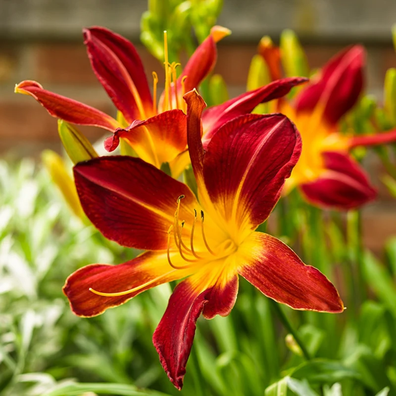 Hémérocalle RAINBOW RHYTHM® Ruby Spider