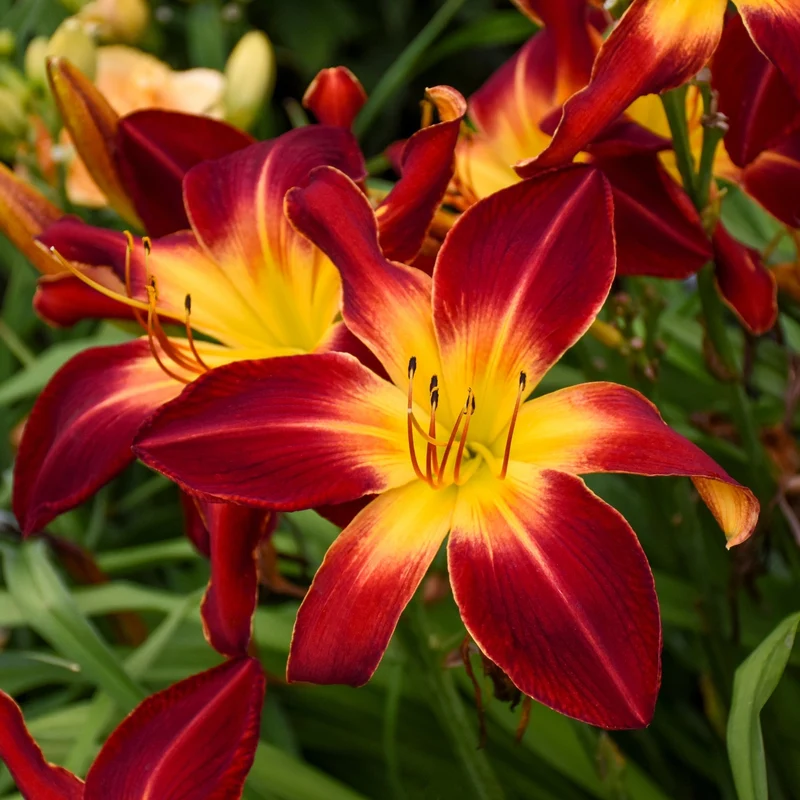 Hémérocalle RAINBOW RHYTHM® Ruby Spider