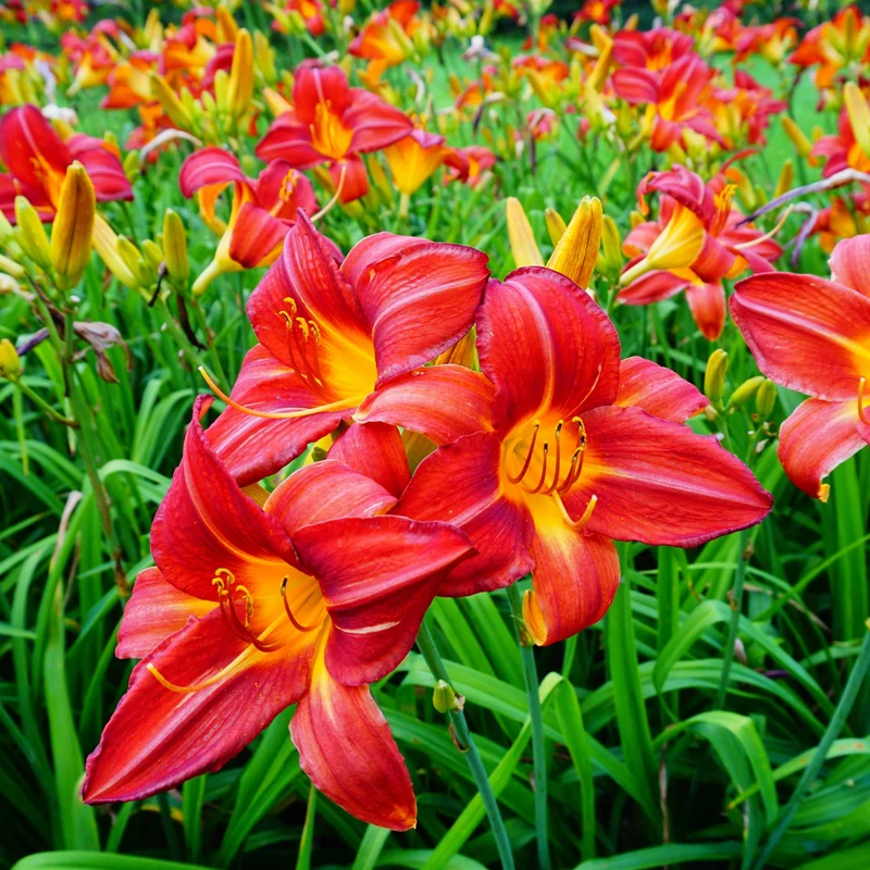 Hémérocalle 'Cherokee Star'