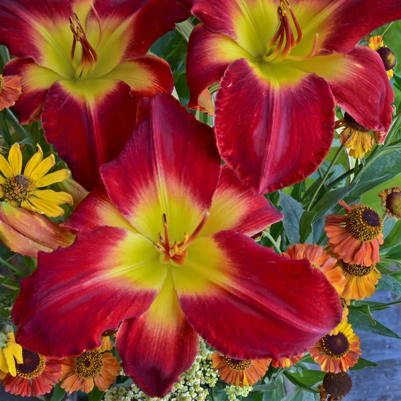 Hémérocalle 'Cherokee Star'