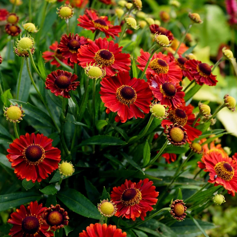 Helenium autumnale MARIACHI™ 'Salsa' – Hélénie d'automne MARIACHI™ Salsa
