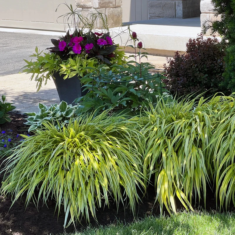 Hakonechloa macra 'Aureola' - Herbe du Japon Dorée