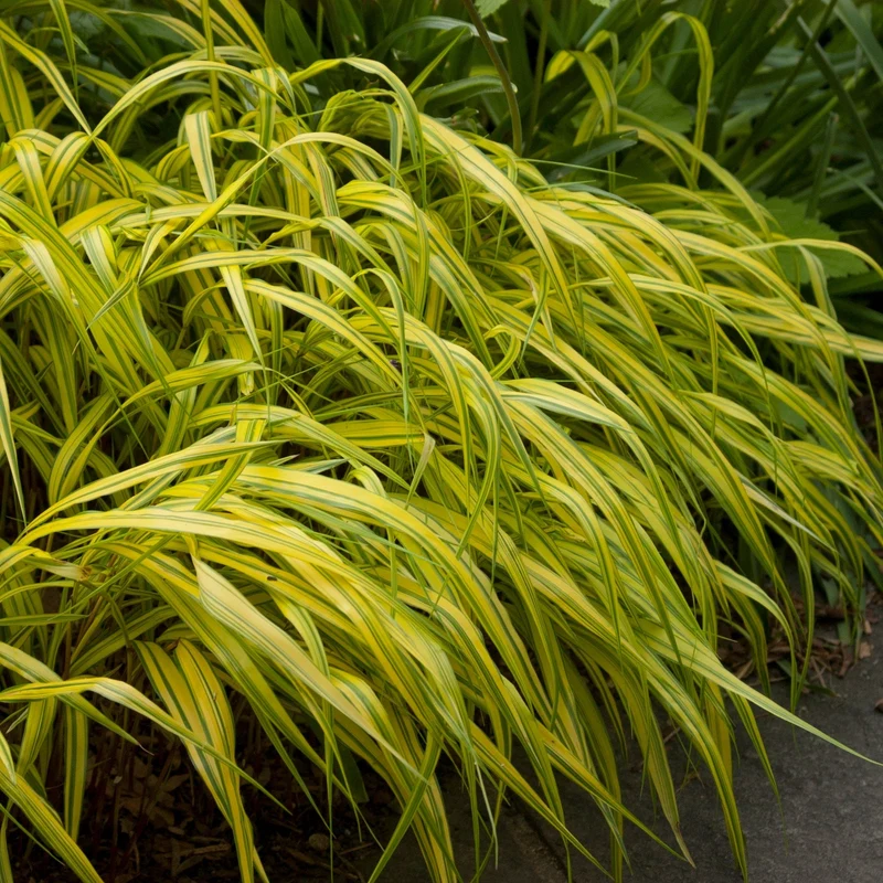 Hakonechloa macra 'Aureola' - Herbe du Japon Dorée