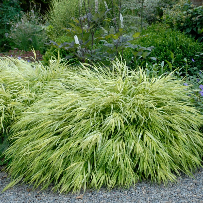 Hakonechloa macra 'Aureola' - Herbe du Japon Dorée