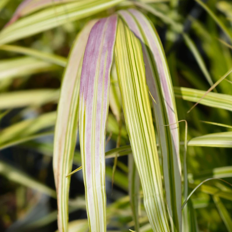 Hakonechloa macra 'Aureola' - Herbe du Japon Dorée