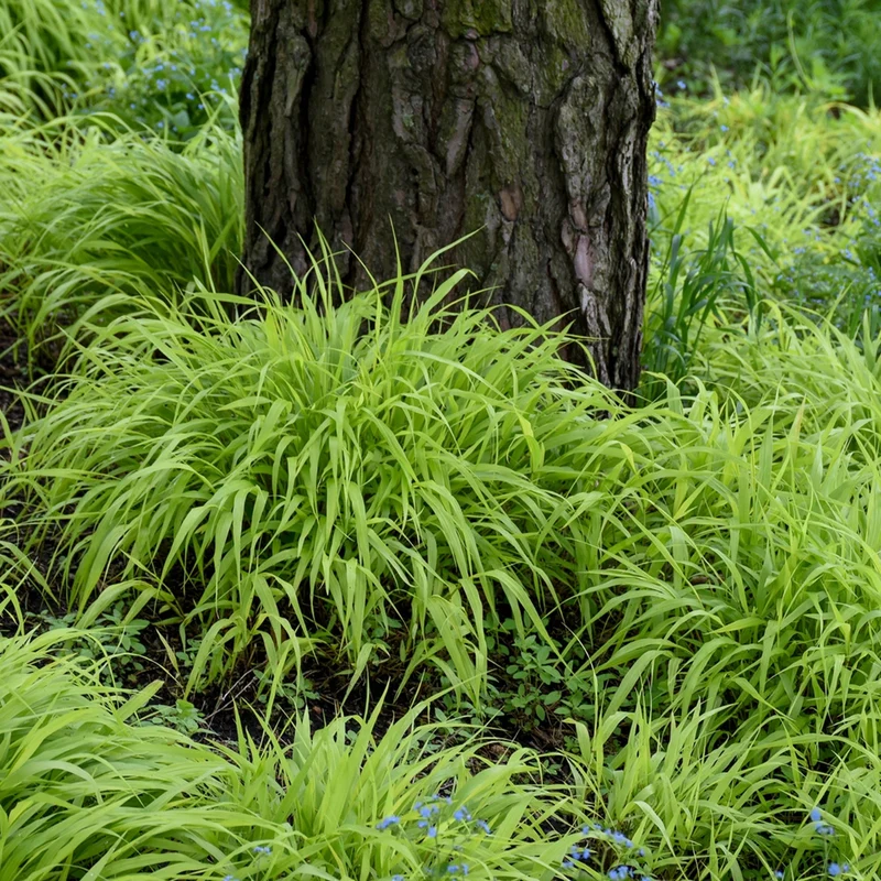 Hakonechloa macra 'All Gold' – Herbe du Japon 'All Gold'