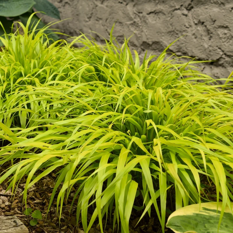 Hakonechloa macra 'All Gold' – Herbe du Japon 'All Gold'