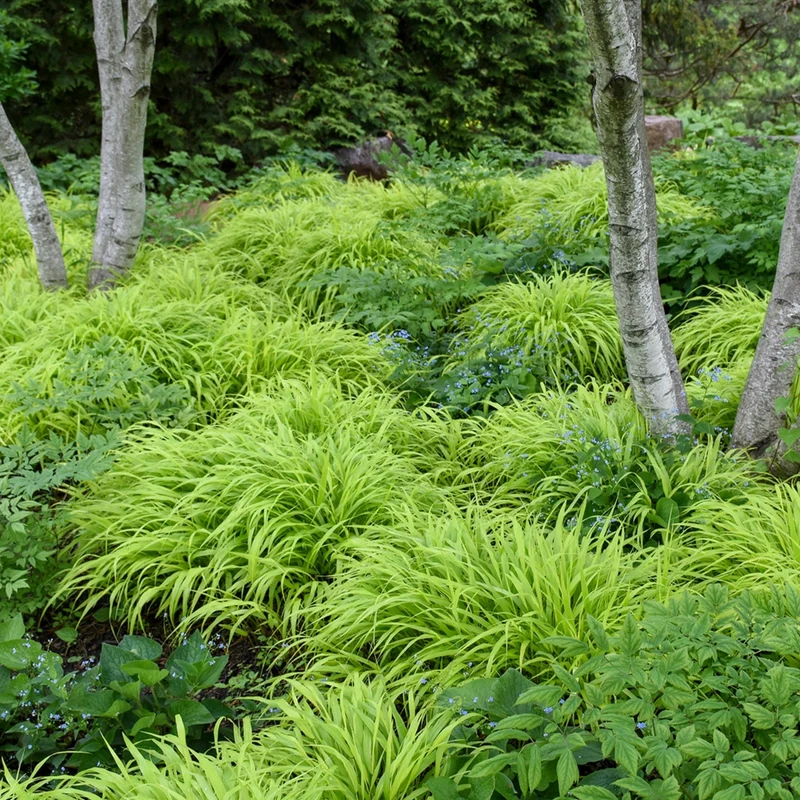 Hakonechloa macra 'All Gold' – Herbe du Japon 'All Gold'