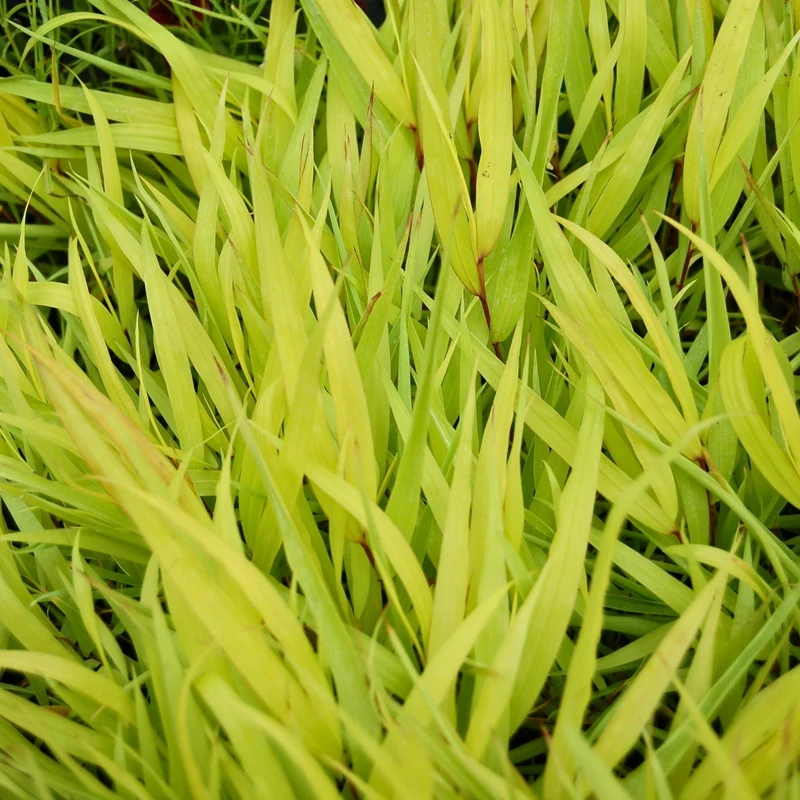 Hakonechloa macra 'All Gold' – Herbe du Japon 'All Gold'