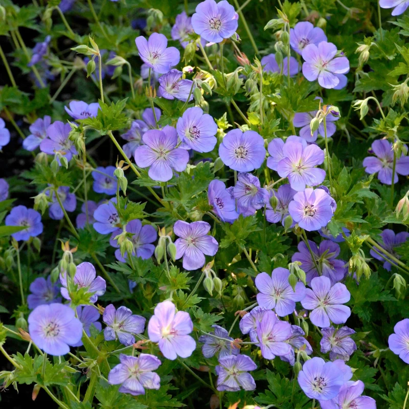 Geranium 'Rozanne' – Géranium vivace 'Rozanne'
