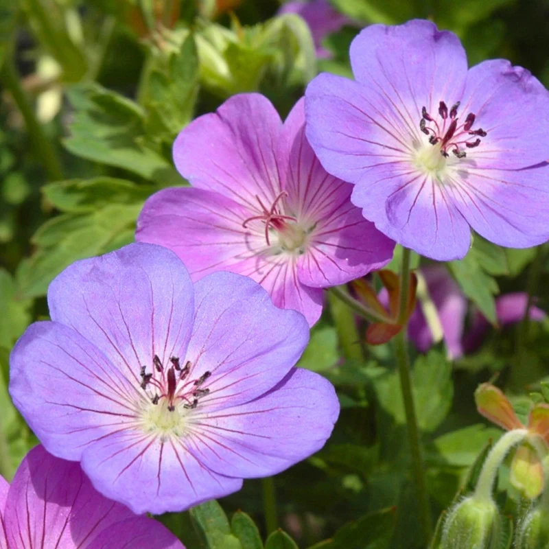 Geranium 'Rozanne' – Géranium vivace 'Rozanne'
