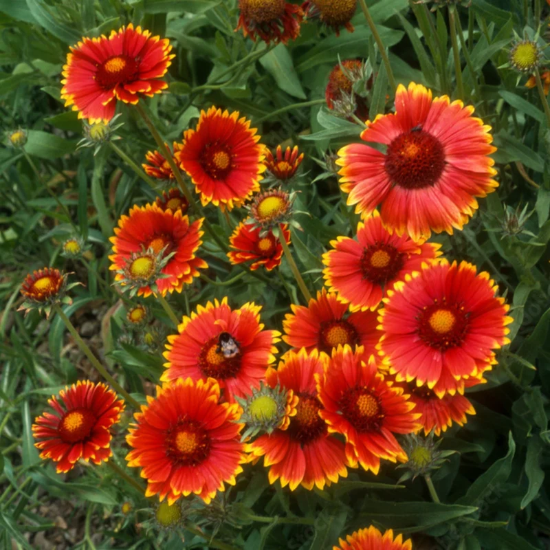 Gaillarde 'Goblin'