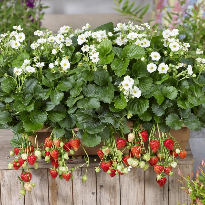 Fraisier Summer Breeze™ Snow - Fragaria x ananassa