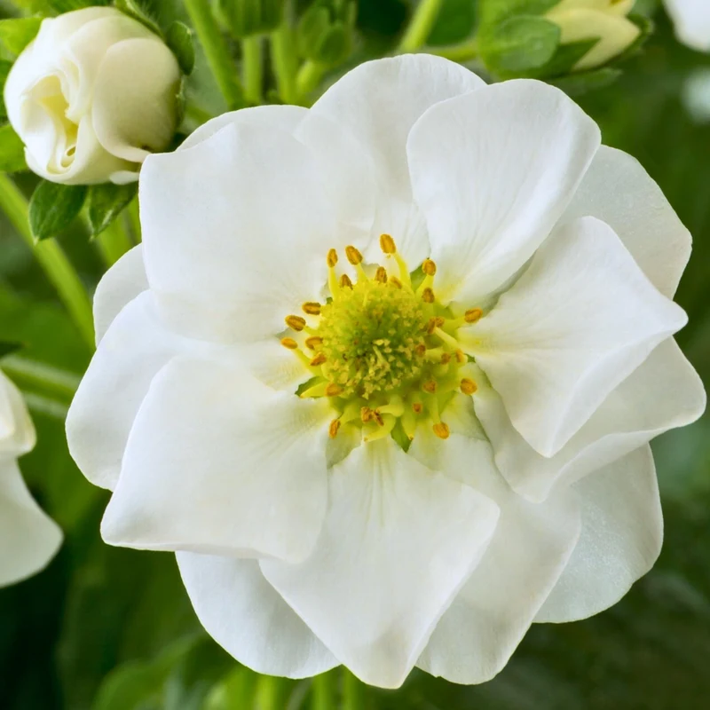 Fraisier Summer Breeze™ Snow - Fragaria x ananassa