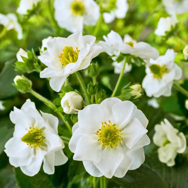 Fraisier Summer Breeze™ Snow - Fragaria x ananassa