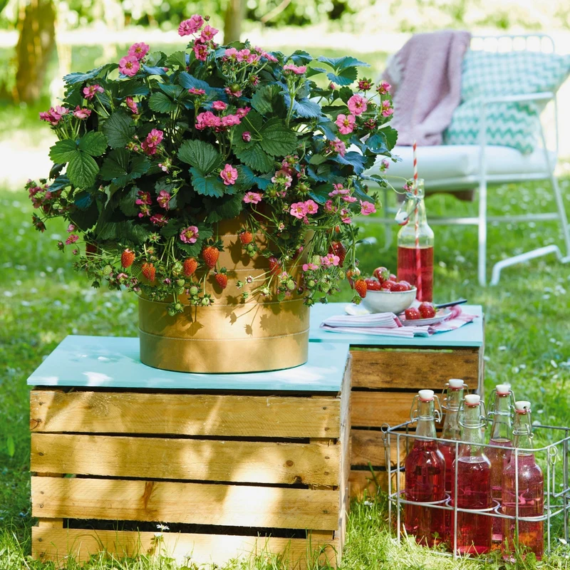 Fraisier Summer Breeze™ Pink - Fragaria x ananassa