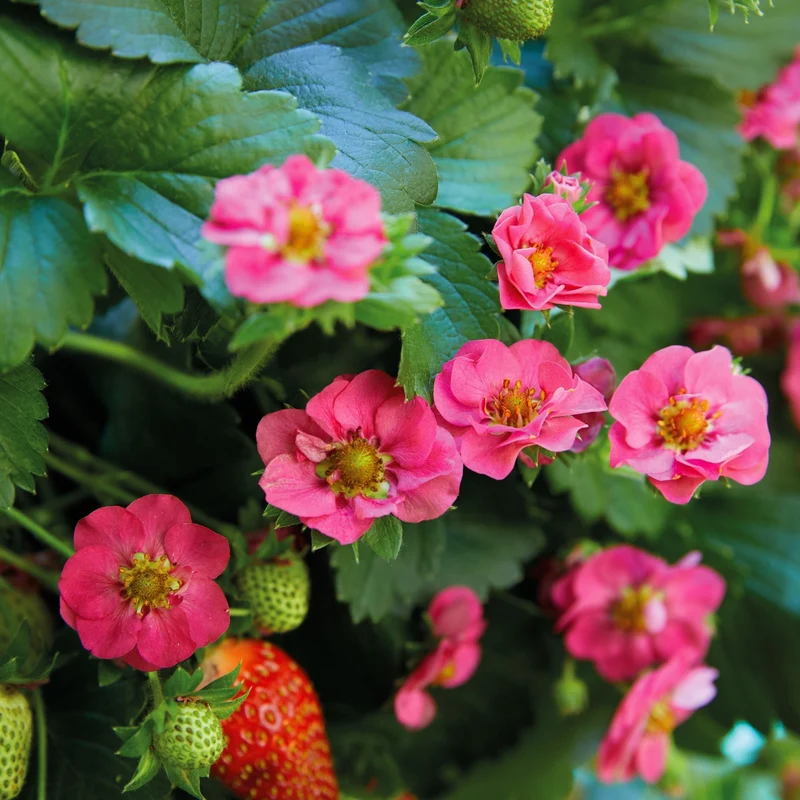 Fraisier Summer Breeze™ Pink - Fragaria x ananassa