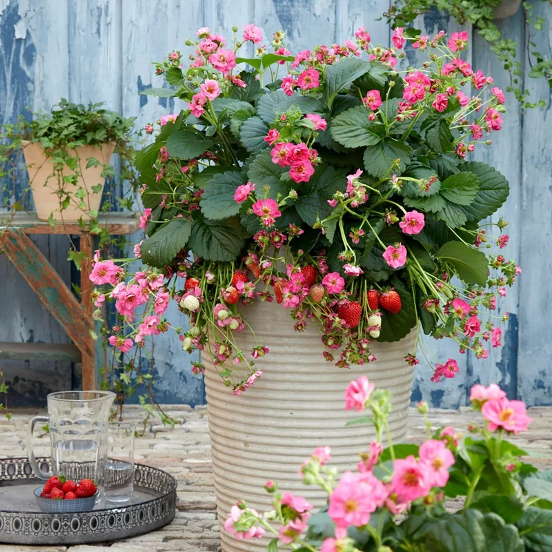 Fraisier Summer Breeze™ Cherry Blossom - Fragaria x ananassa