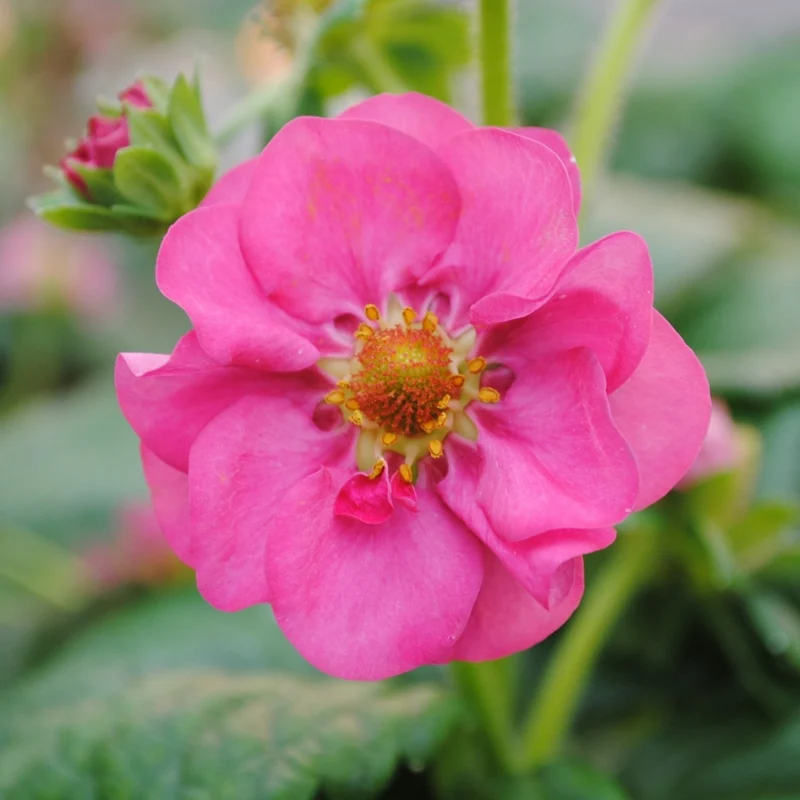 Fraisier Summer Breeze™ Cherry Blossom - Fragaria x ananassa