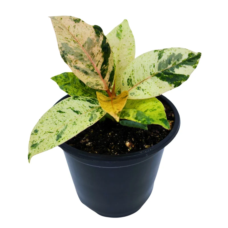 Plante Caoutchouc 'Shivereana Moonshine'