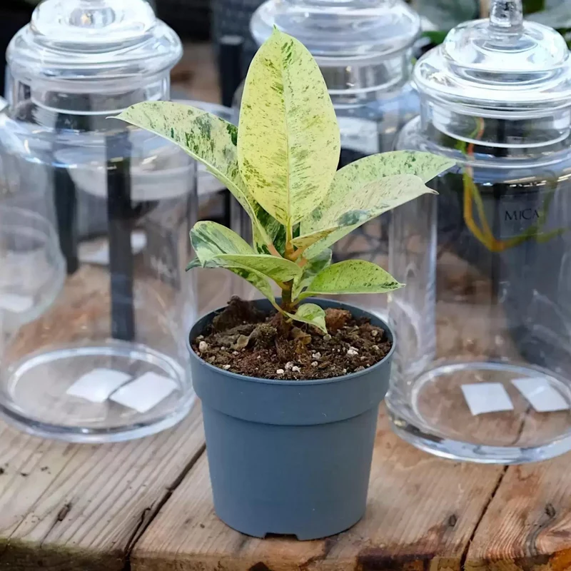 Plante Caoutchouc 'Shivereana Moonshine'