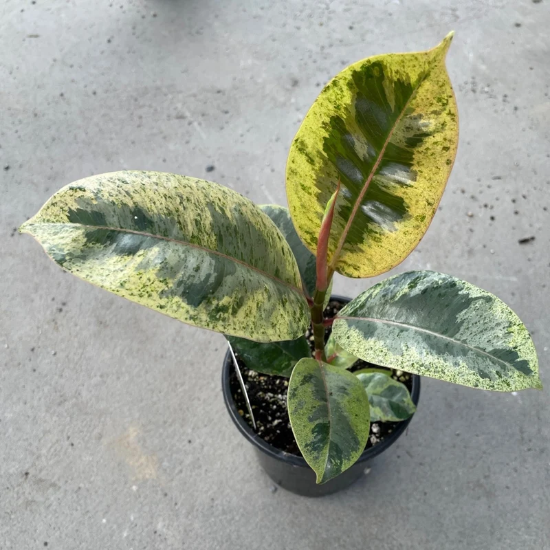 Plante Caoutchouc 'Shivereana Moonshine'
