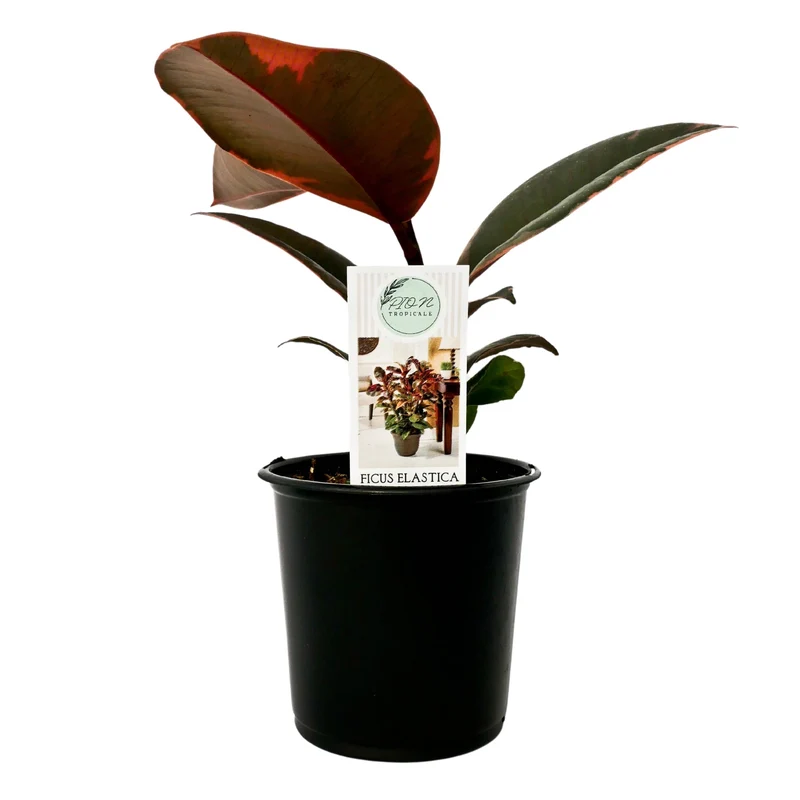 Plante Caoutchouc 'Ruby'
