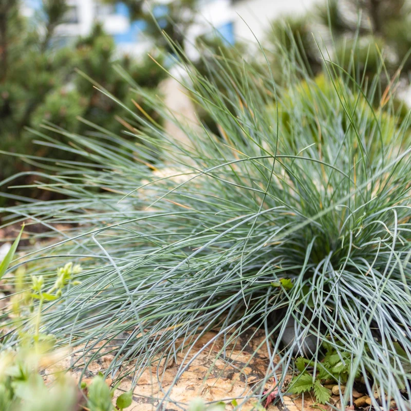 Fétuque bleue 'Elijah Blue'