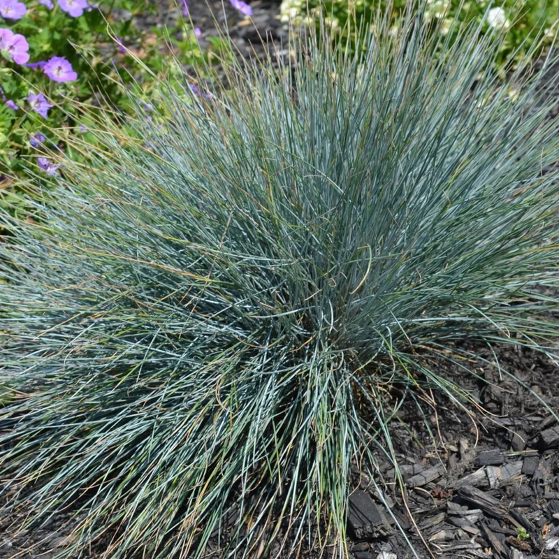 Fétuque bleue 'Elijah Blue'