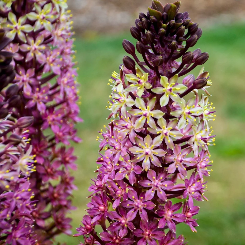 Eucomis comosa 'Safari Adventure' – Fleur d'Ananas