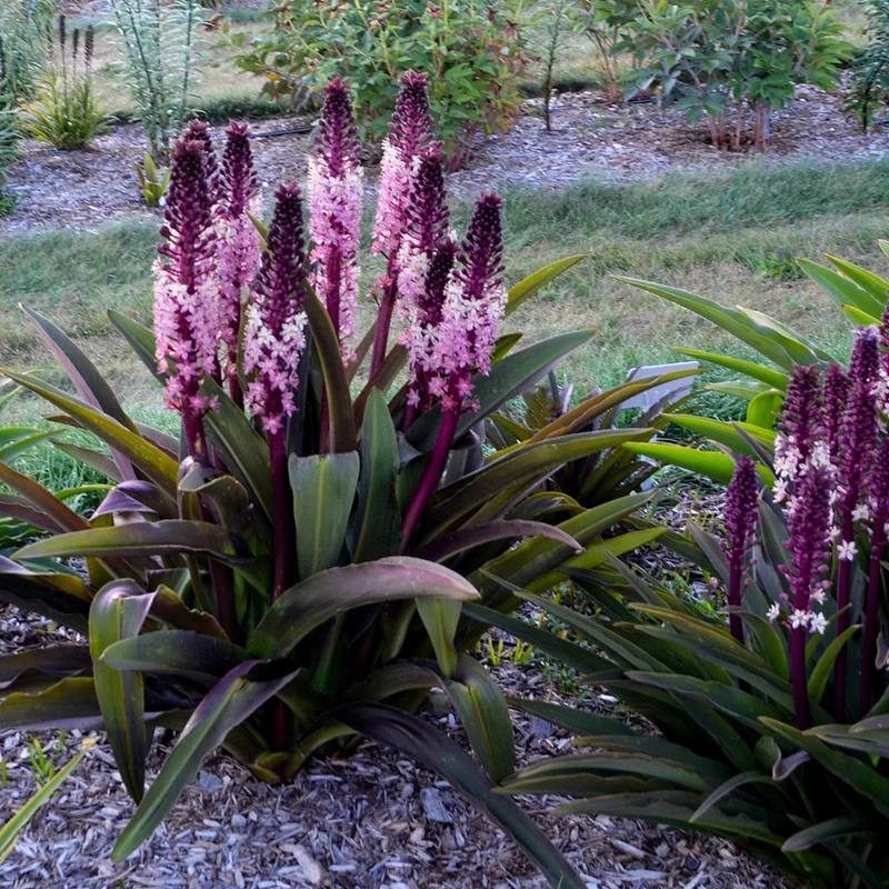 Eucomis comosa 'Safari Adventure' – Fleur d'Ananas