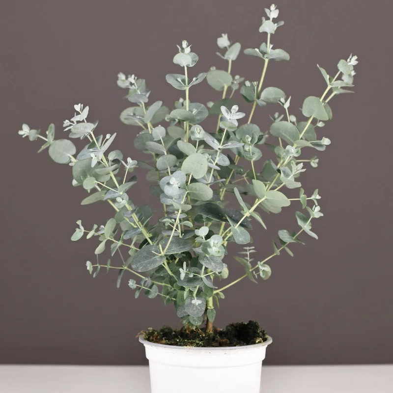 Eucalyptus cinerea – Gommier cendré (Eucalyptus cendré ou Arbre à dollars argentés)