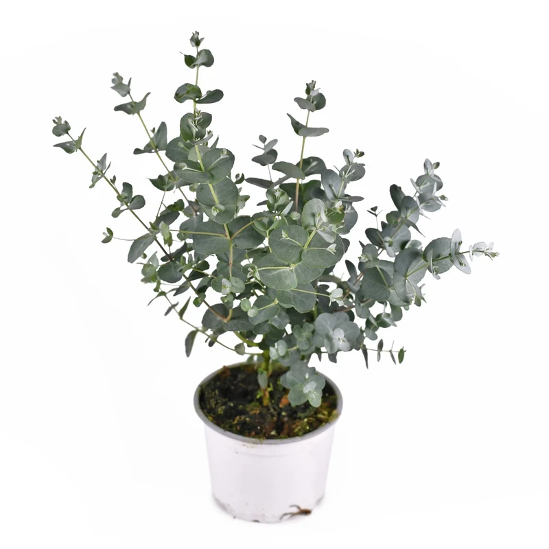 Eucalyptus cinerea – Gommier cendré (Eucalyptus cendré ou Arbre à dollars argentés)