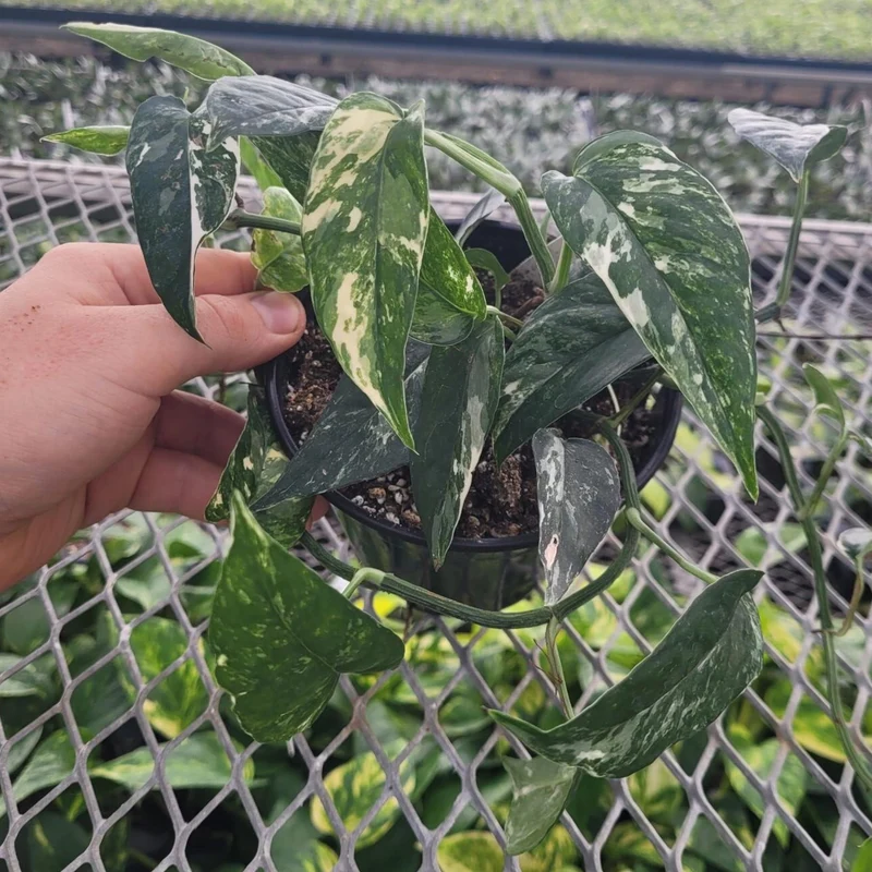 Epipremnum pinnatum 'Albo-Variegata' – Pothos 'Albo'
