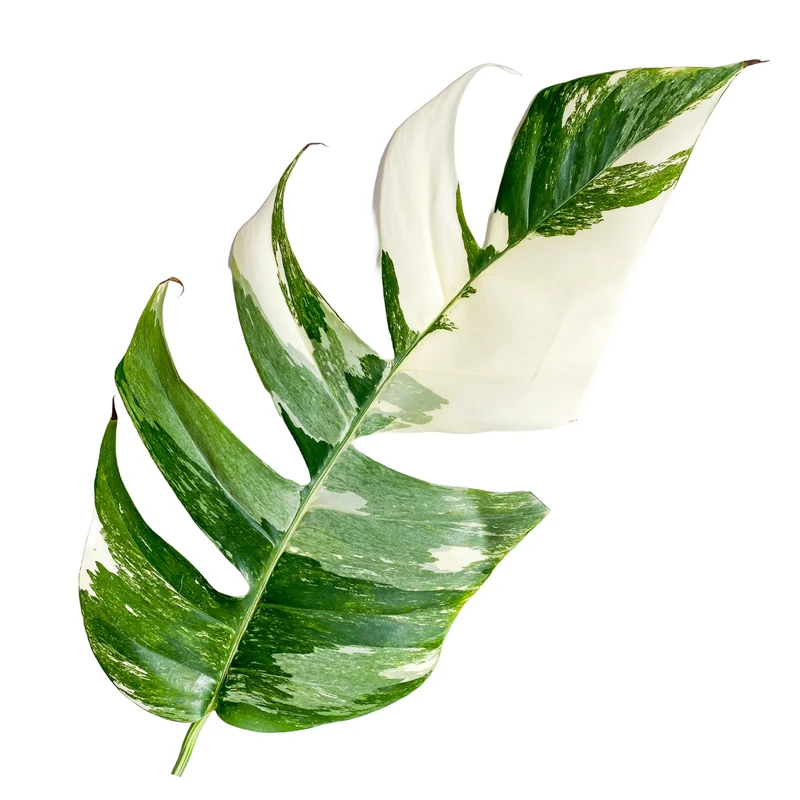 Epipremnum pinnatum 'Albo-Variegata' – Pothos 'Albo'