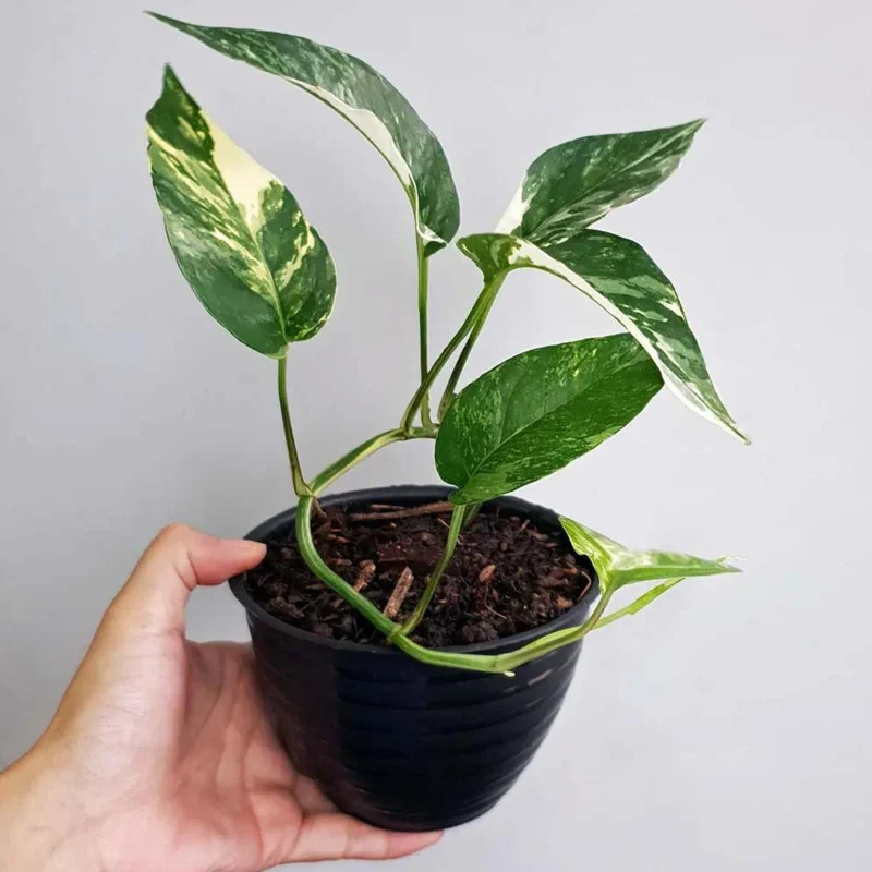 Epipremnum pinnatum 'Albo-Variegata' – Pothos 'Albo'