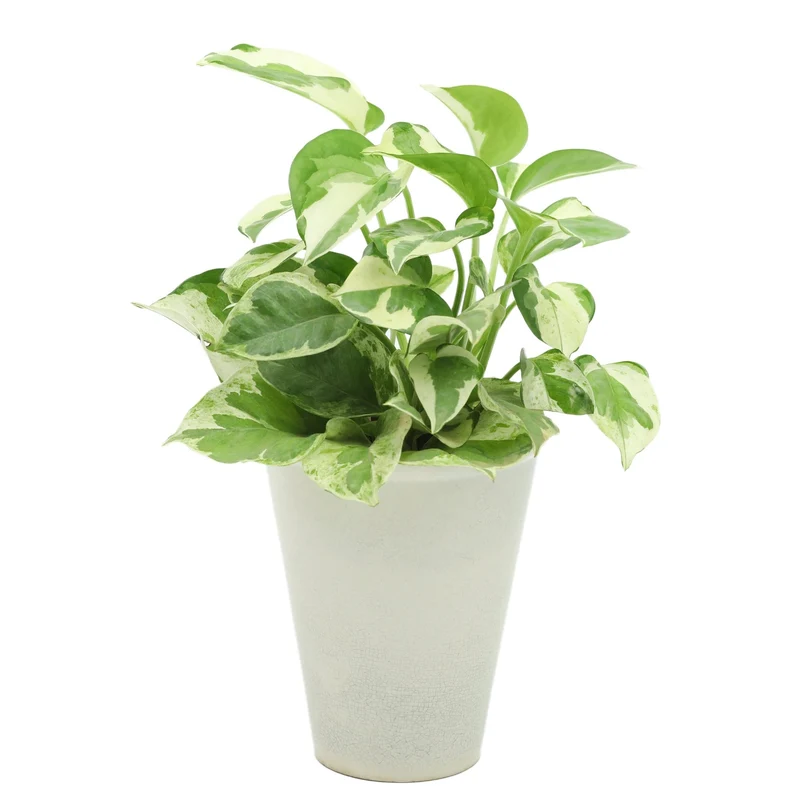 Epipremnum aureum 'Pearls and Jade' – Pothos 'Pearls and Jade'