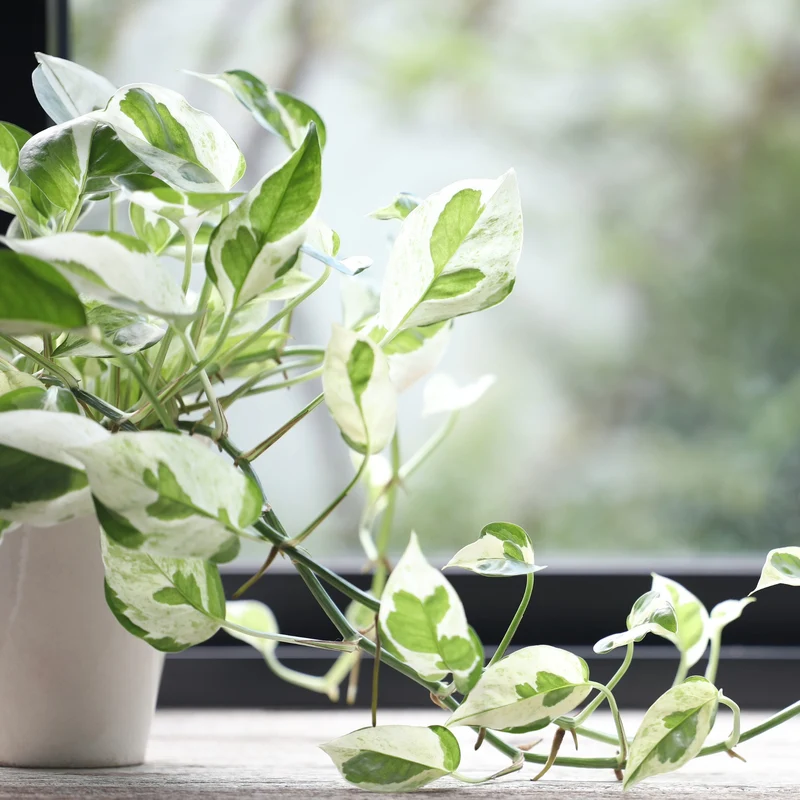 Epipremnum aureum 'Pearls and Jade' – Pothos 'Pearls and Jade'