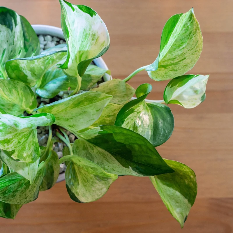 Epipremnum aureum 'Pearls and Jade' – Pothos 'Pearls and Jade'