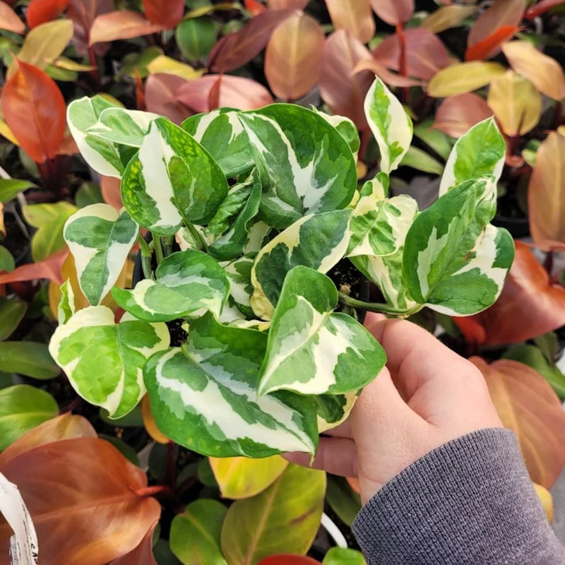 Epipremnum aureum 'Pearls and Jade' – Pothos 'Pearls and Jade'