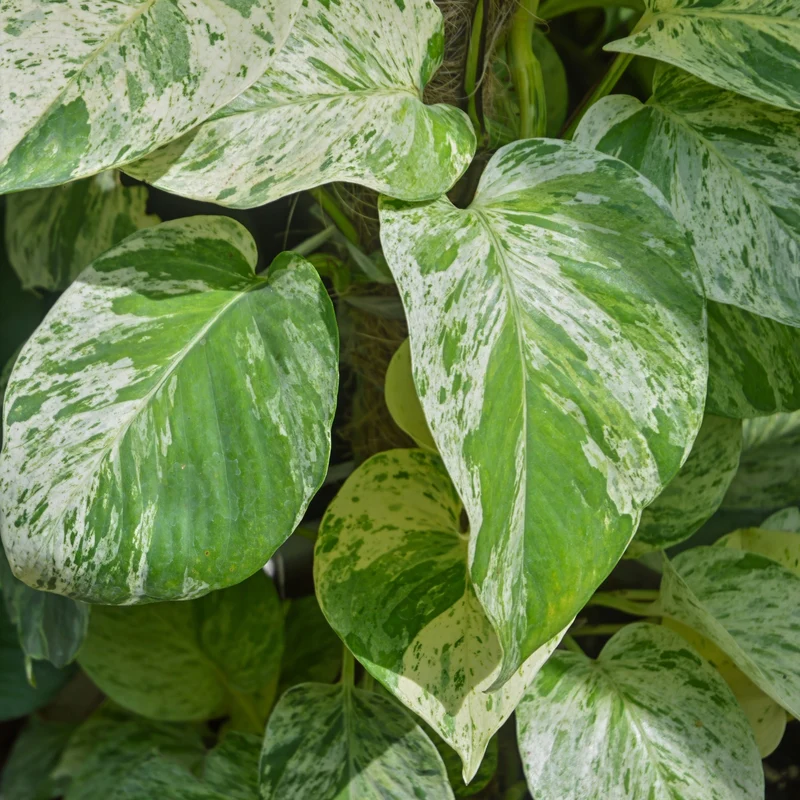 Epipremnum aureum 'Marble Queen' - Pothos 'Marble Queen'