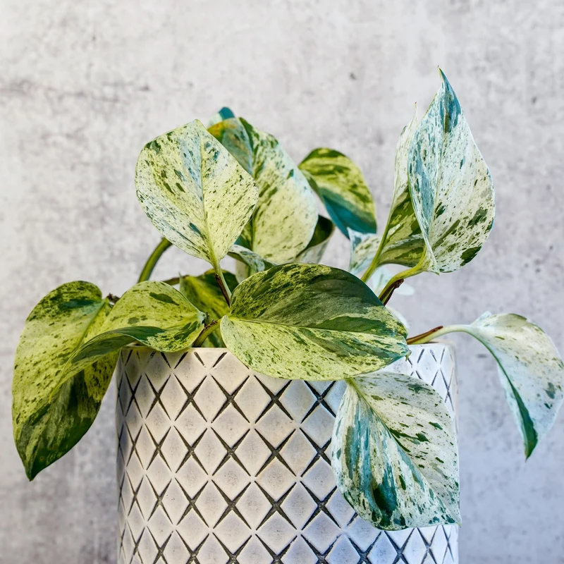 Epipremnum aureum 'Marble Queen' - Pothos 'Marble Queen'