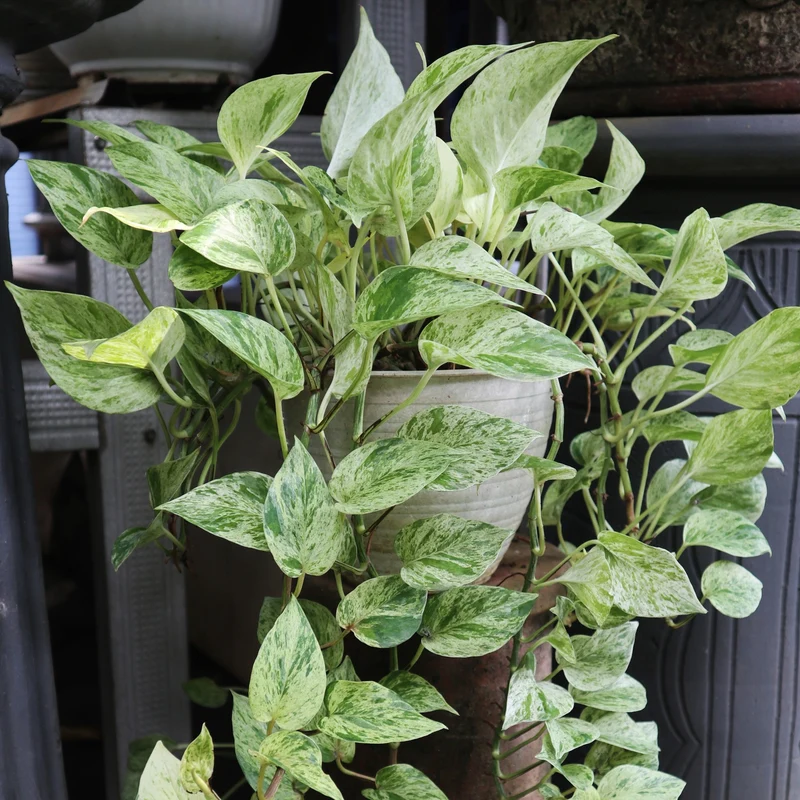 Epipremnum aureum 'Marble Queen' - Pothos 'Marble Queen'