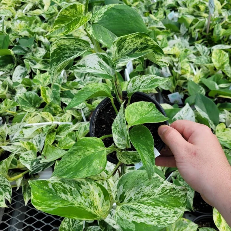 Epipremnum aureum 'Marble Queen' - Pothos 'Marble Queen'