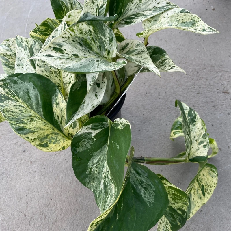 Epipremnum aureum 'Marble Queen' - Pothos 'Marble Queen'