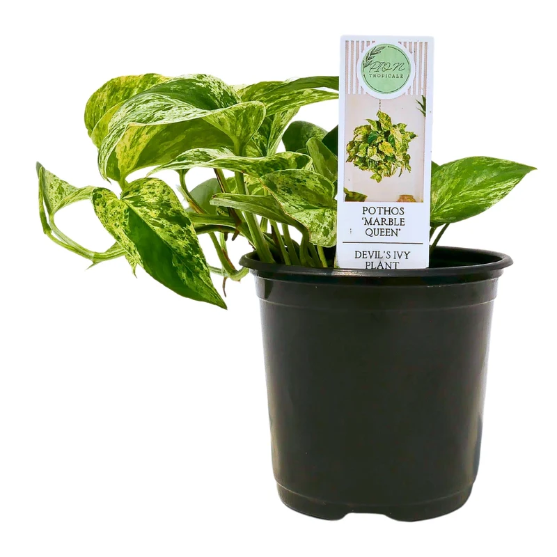 Epipremnum aureum 'Marble Queen' - Pothos 'Marble Queen'