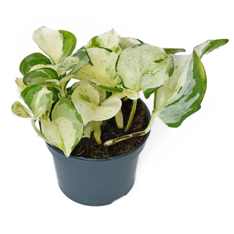 Epipremnum aureum 'Manjula' - Pothos 'Manjula'