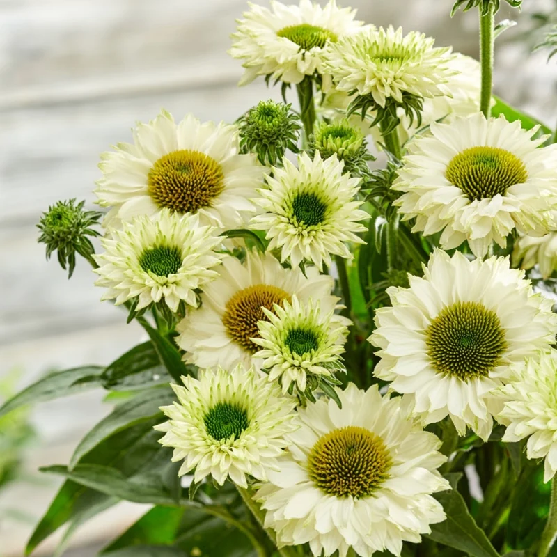 Echinacea SunSeekers® 'White Perfection' – Échinacée SunSeekers® White Perfection