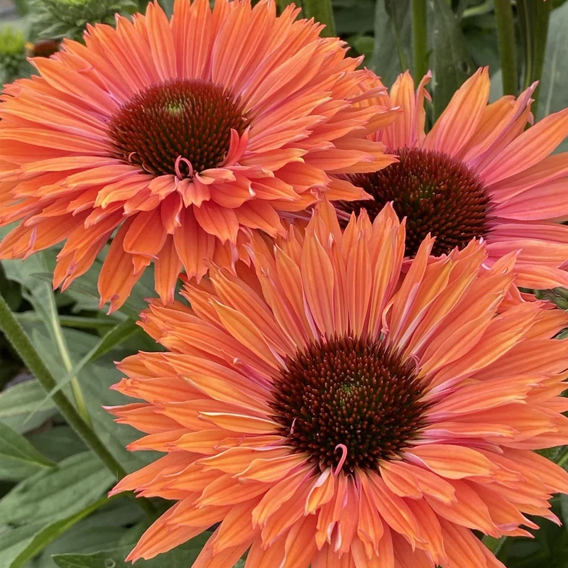 Echinacea SunSeekers® 'Rainbow' – Échinacée SunSeekers® Rainbow