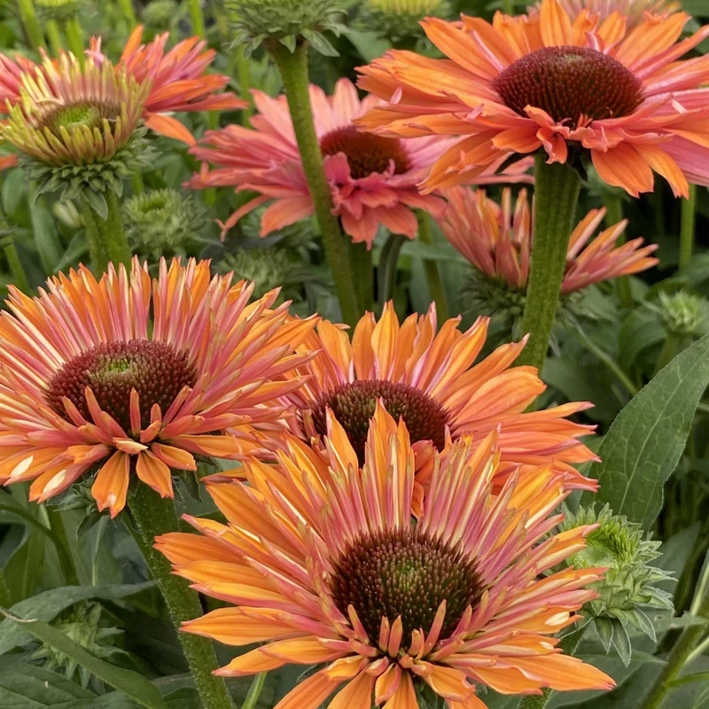 Echinacea SunSeekers® 'Rainbow' – Échinacée SunSeekers® Rainbow